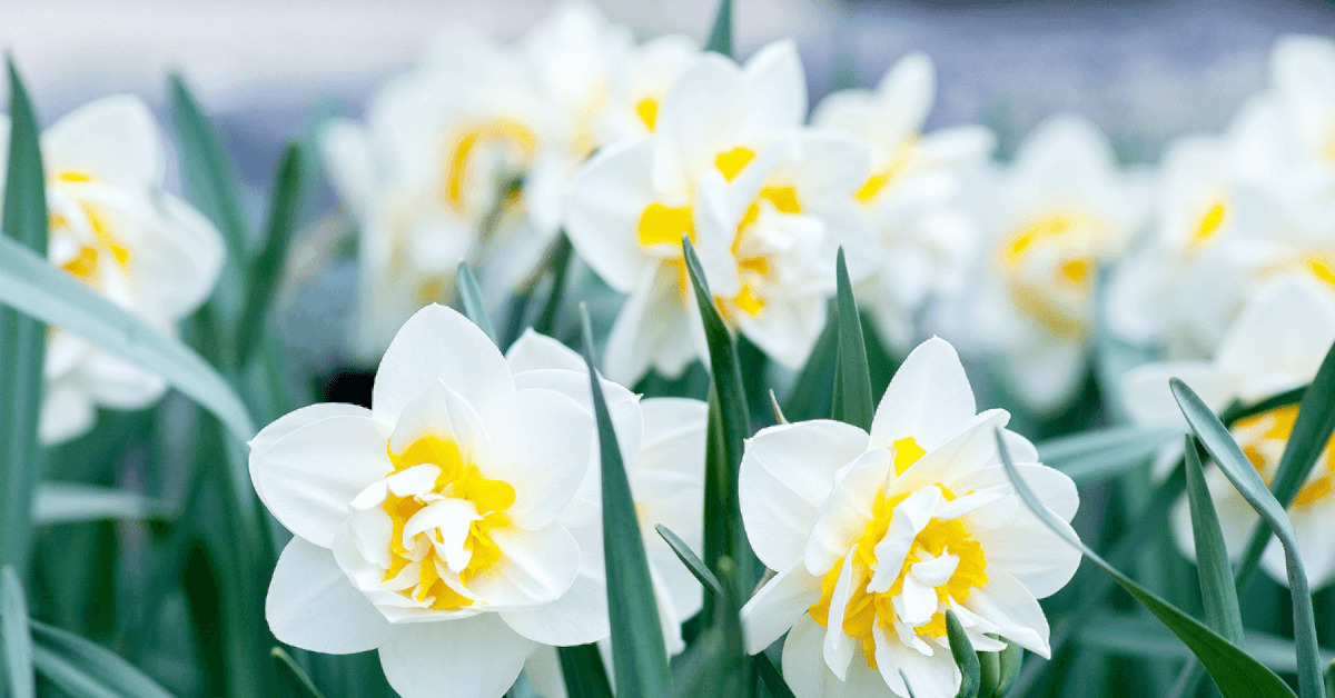 Finding Your Daffodils