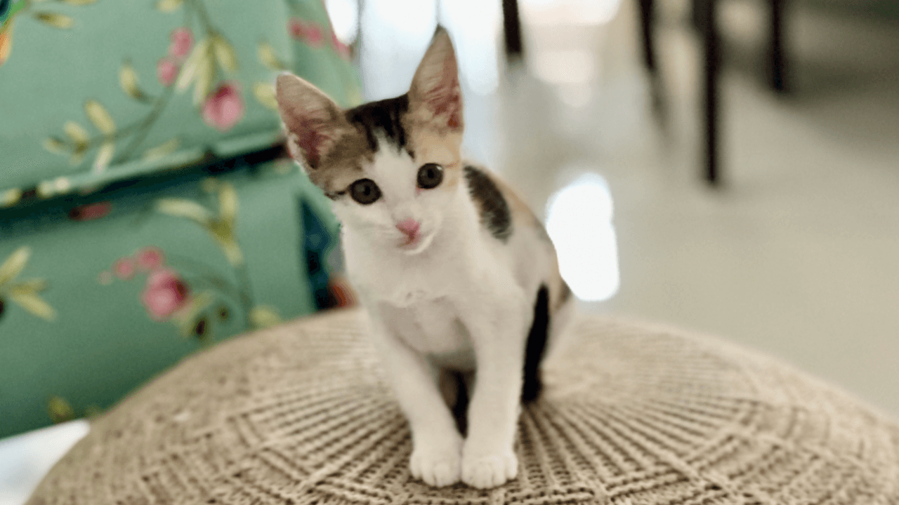 10 Things I Learned from My Kitten
