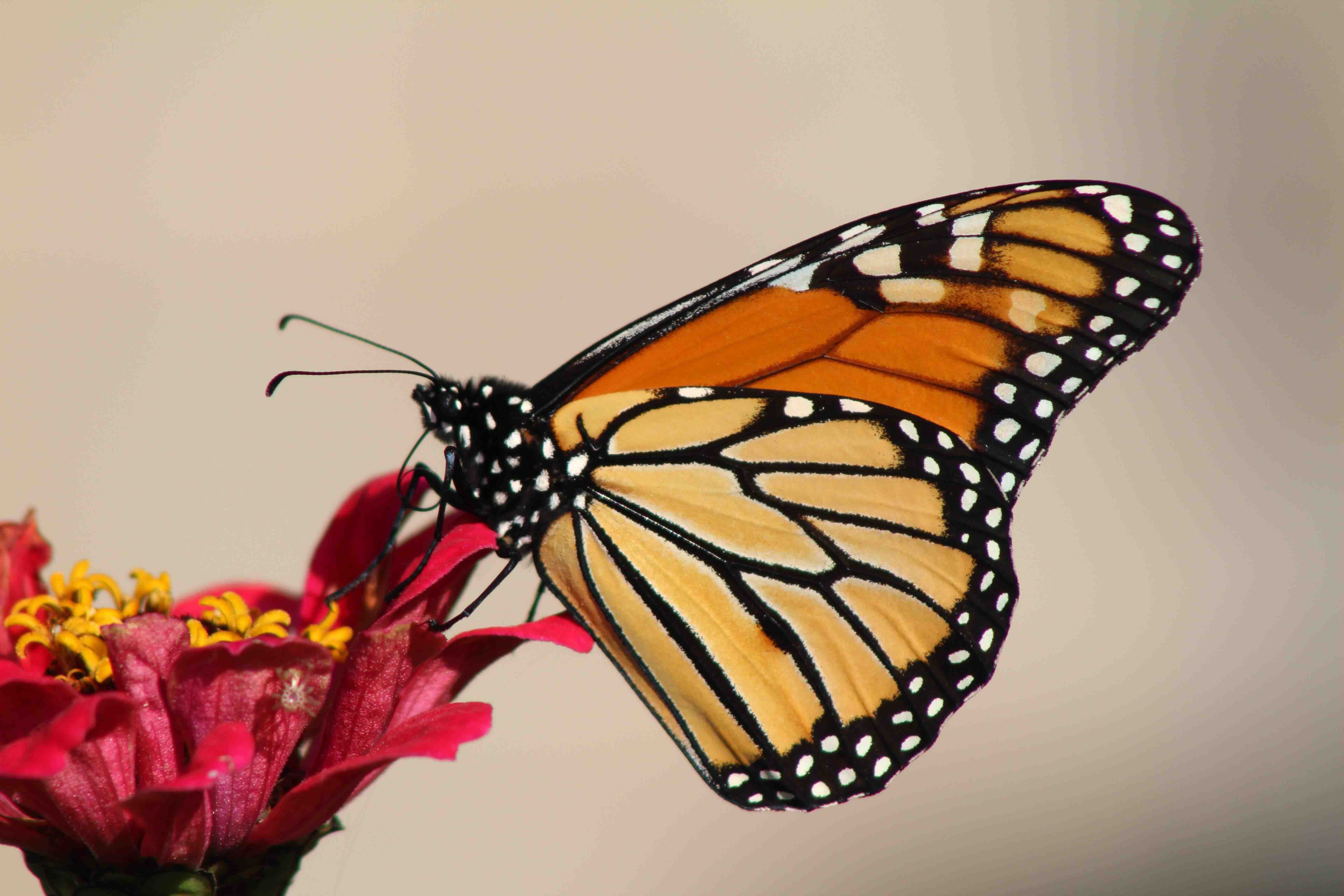 Monarch Butterfly – Spiritual Meaning & Symbolism