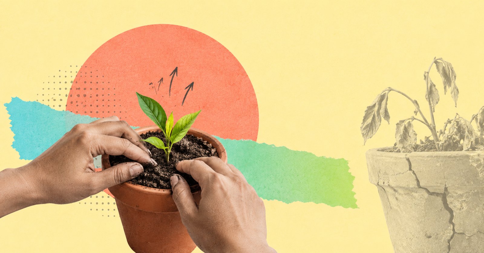Collage: hands plant a fresh seedling in a new pot beside a cracked, wilted one.