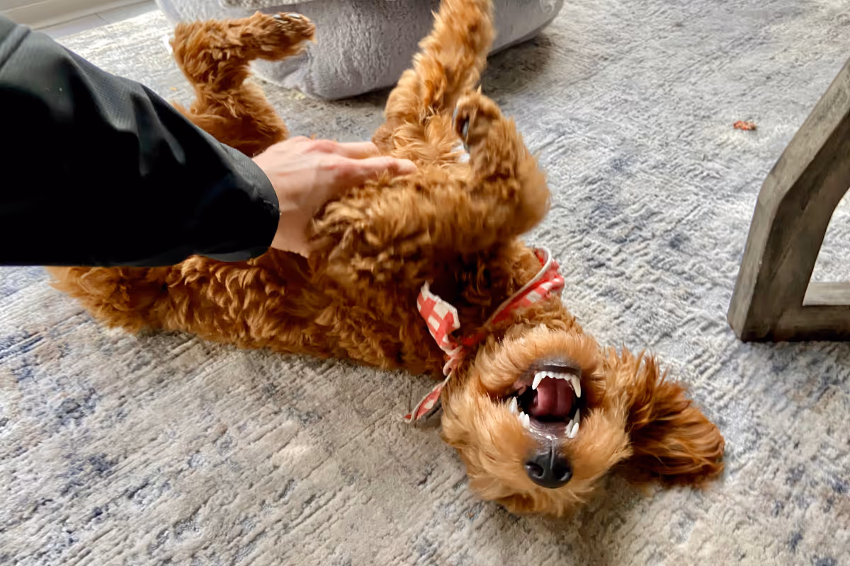 A curly brown dog lying on its back on a rug, wearing a red and white checkered bandana, enjoying a belly rub from a person.