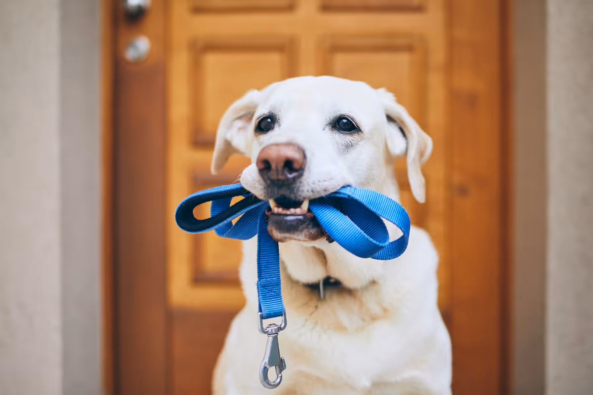 White Labrador retriever holding a blue dog leash in its mouth in front of a wooden door.