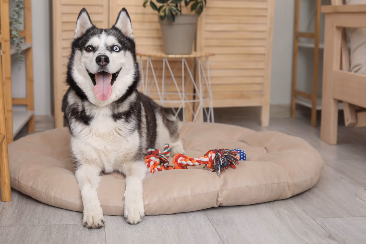 Black and white Siberian Husky with heterochromatic eyes lying on a beige dog bed indoors with a colorful rope toy.