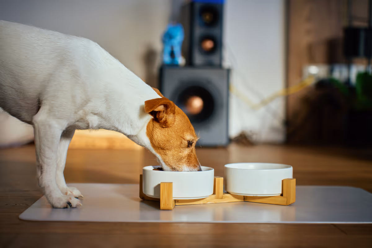 Small white and brown dog eating from a white bowl on a wooden stand on the floor.