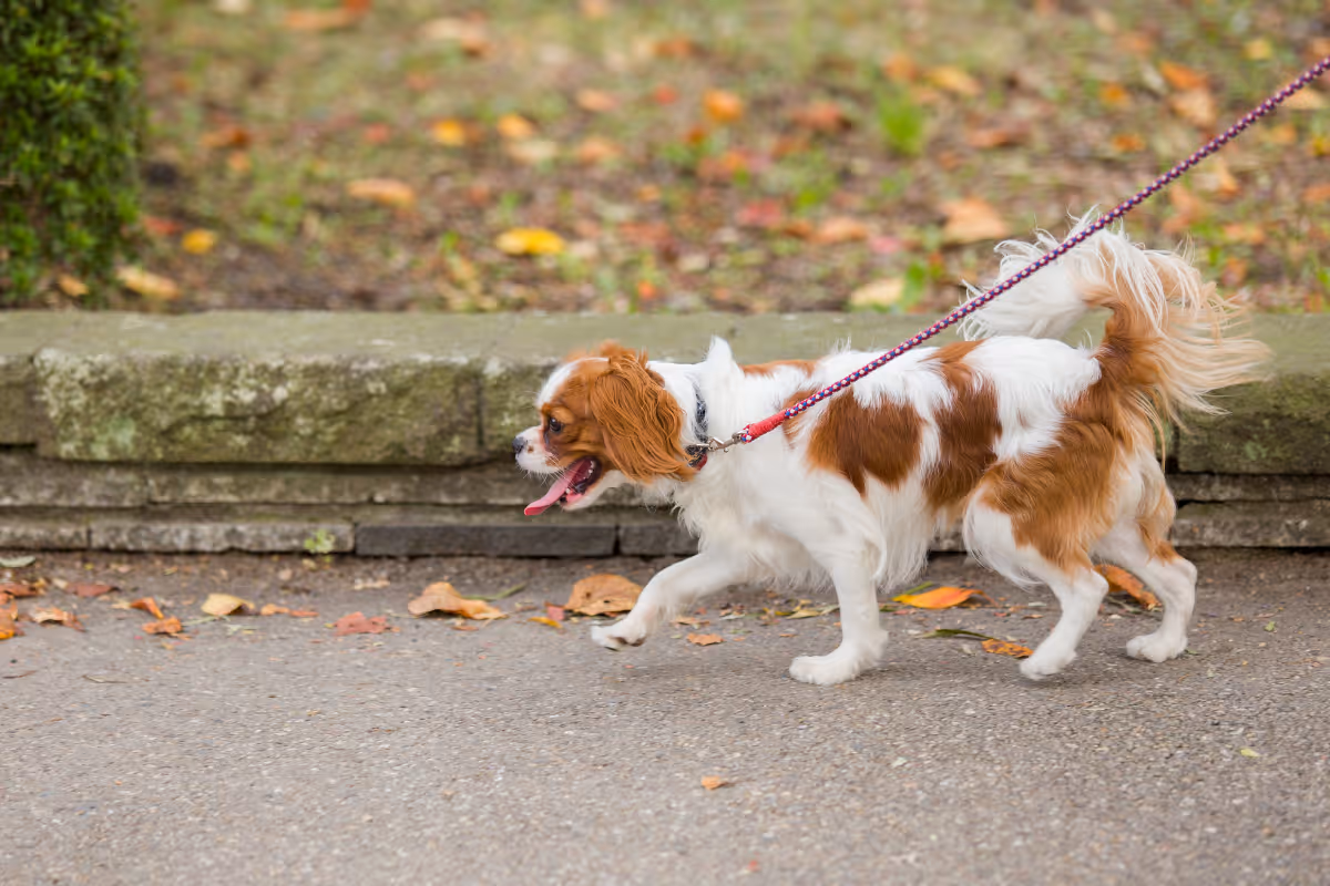 Small white and brown dog on a leash walking on a paved path with grass and fallen leaves in the background.