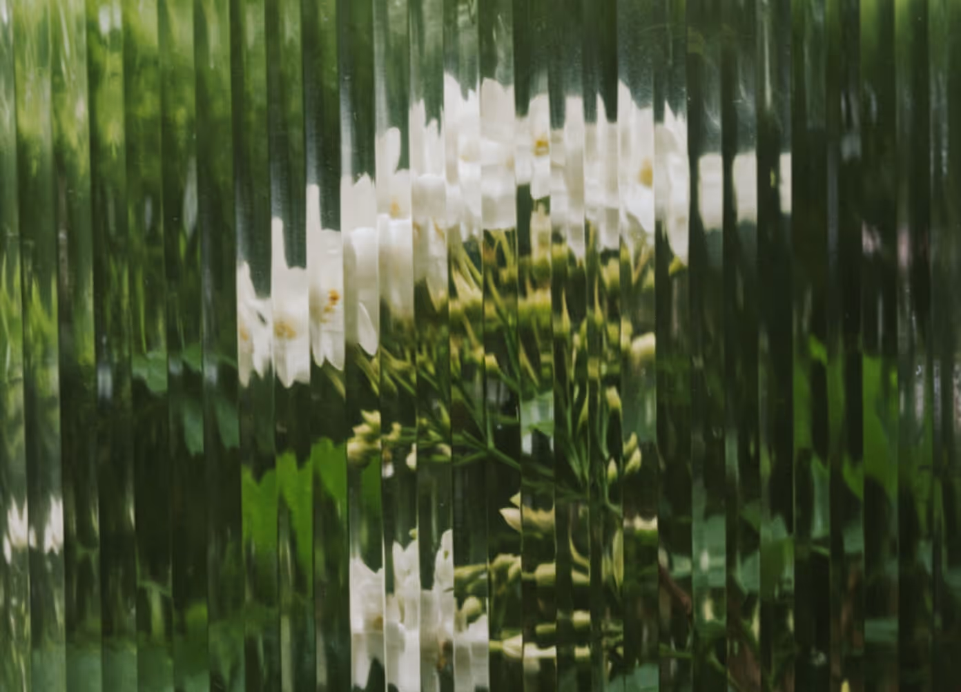 White jasmine flowers behind fluted glass at Sequoia Clinic Dubai