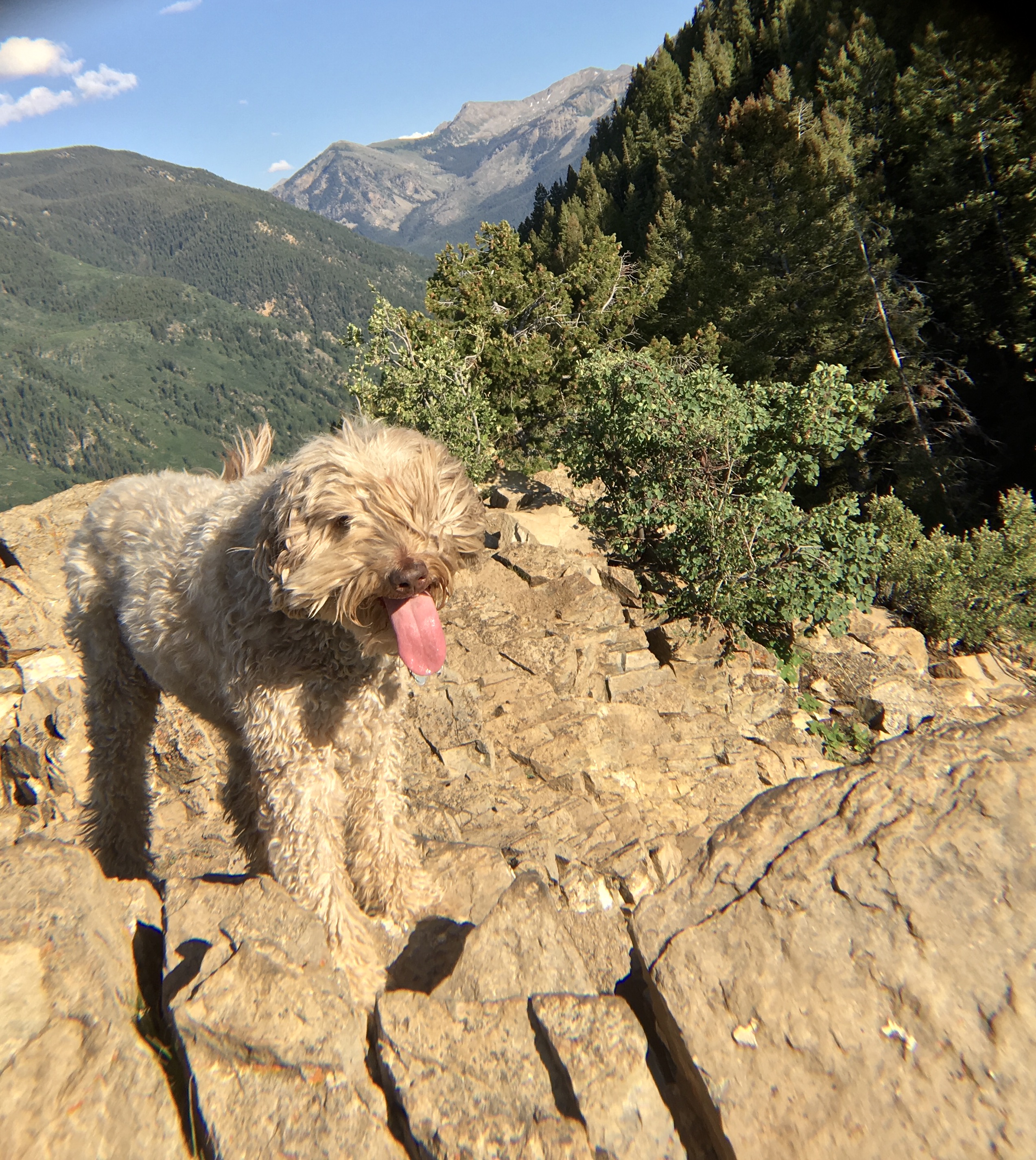 Ute Rock Ute Trail Aspen dog