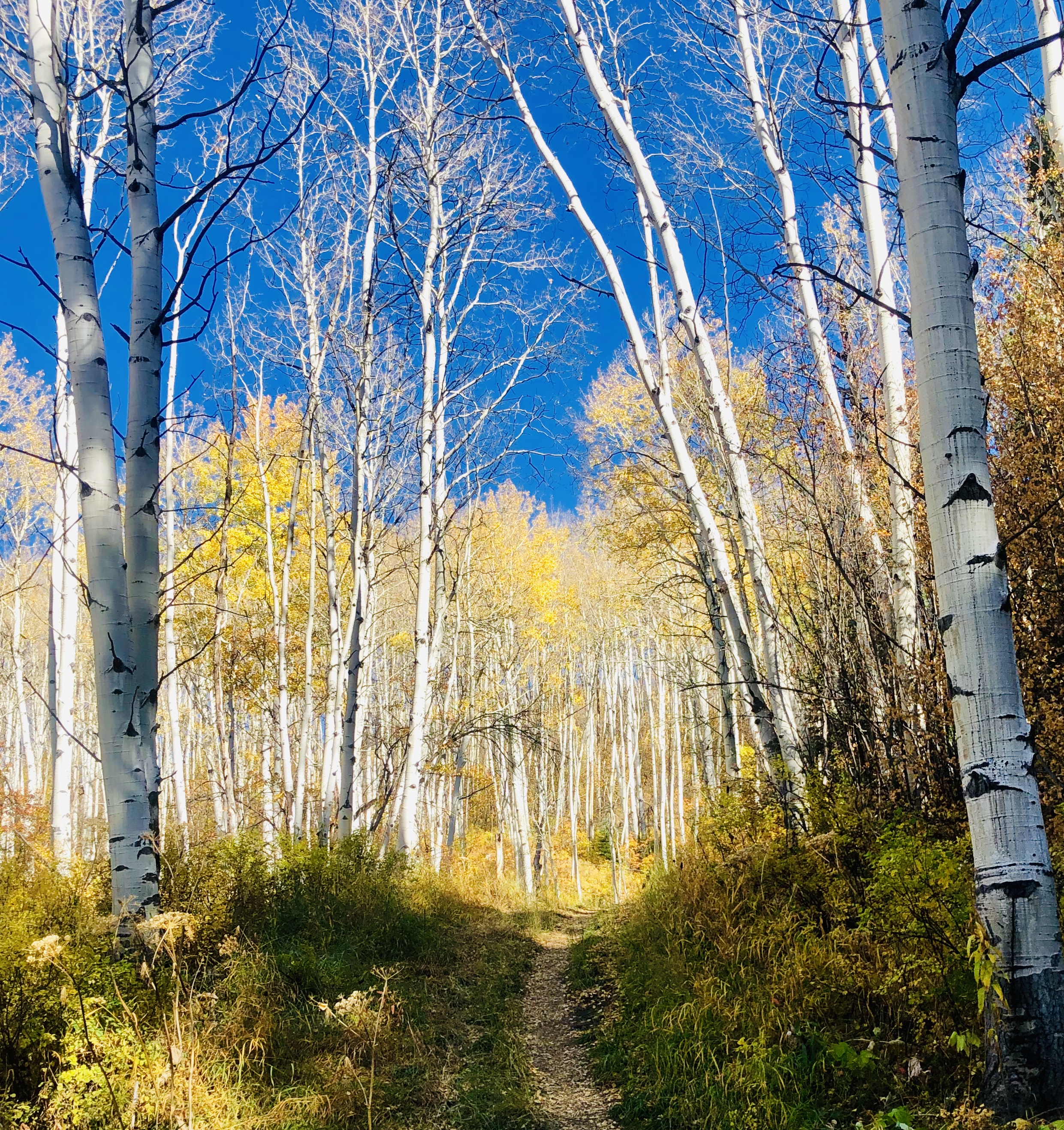 Aspen trees turning gold