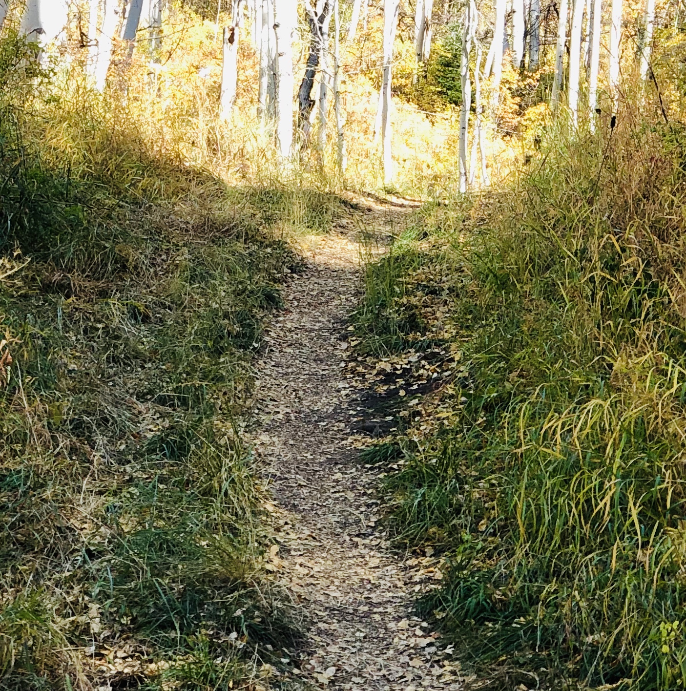 Fall day in the Roaring Fork Valley