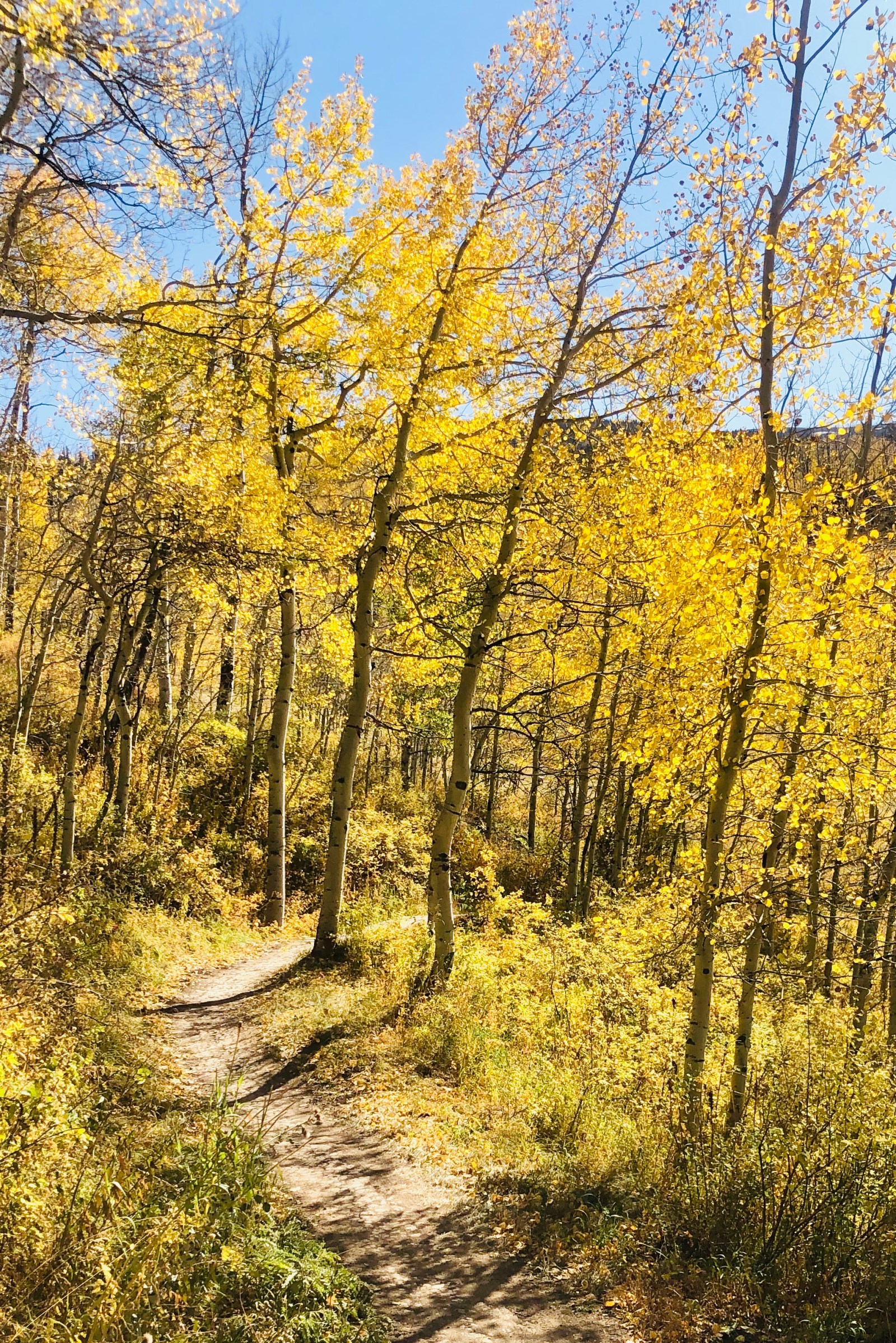 Golden aspens in fall