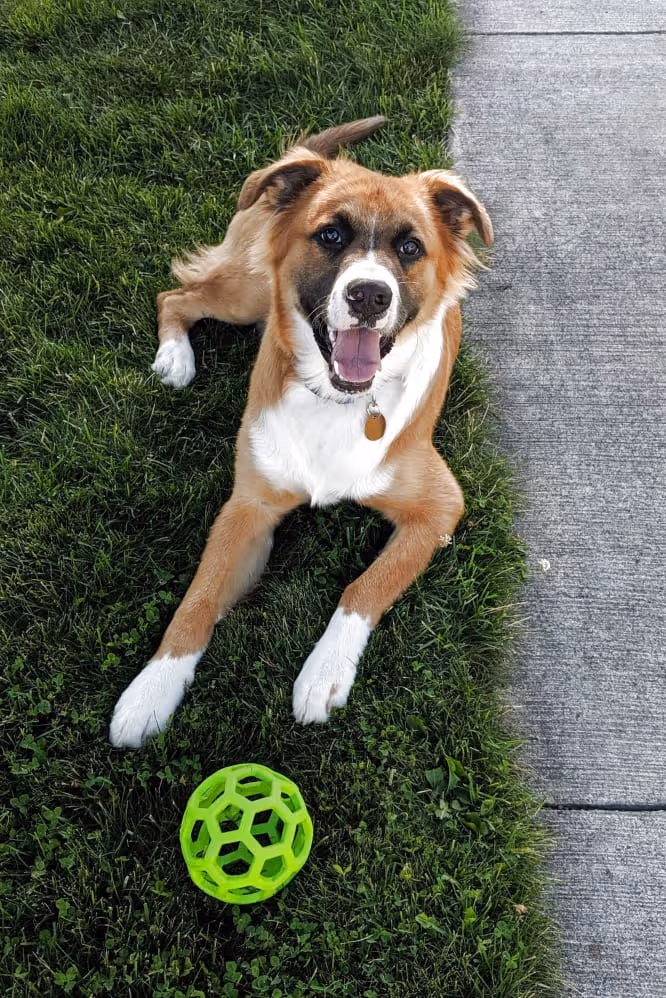 Dog stock image