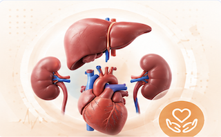 Heart, liver, and kidney organ transplant illustration
