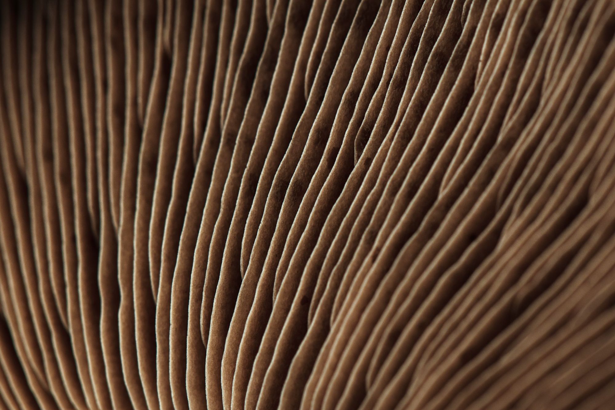 Gros plan sur des lamelles de champignon