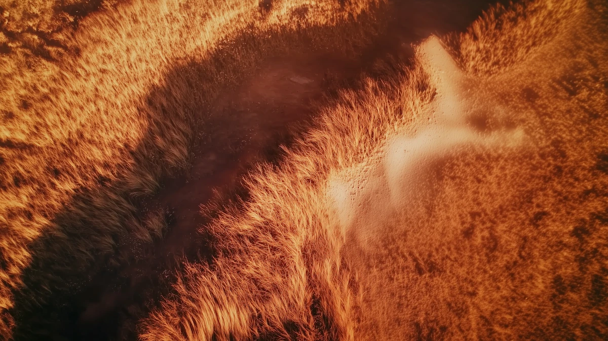 Aerial view of tall grass flattened by the wind