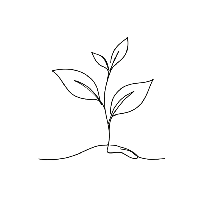 line drawing of a sprouting plant