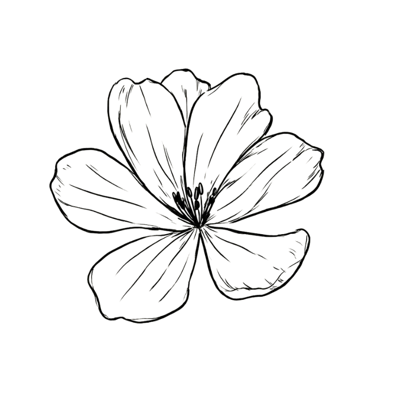 line drawing of a flower