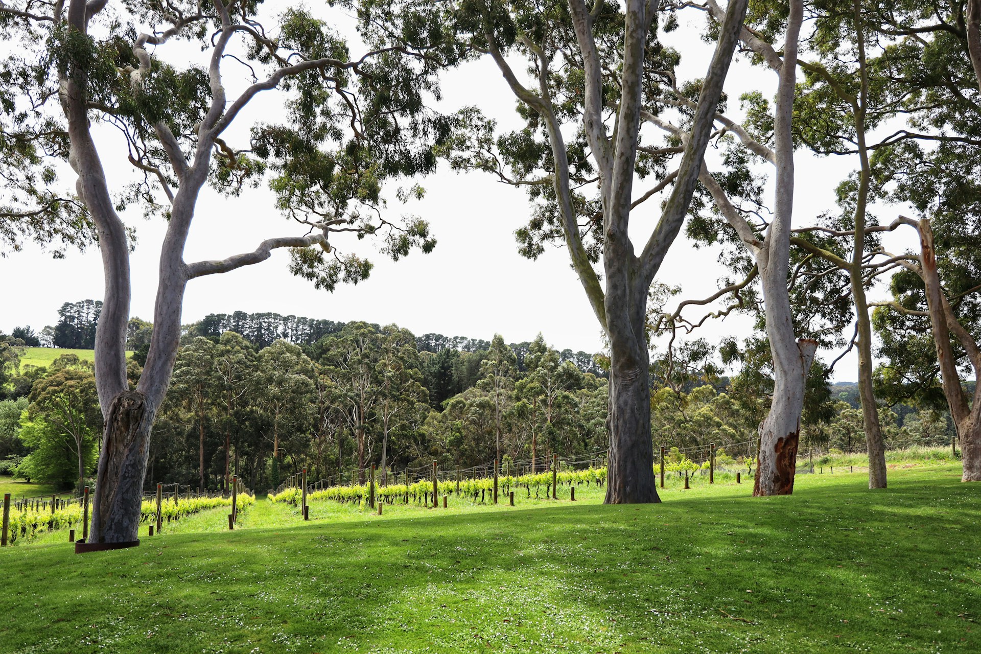 Red Hill