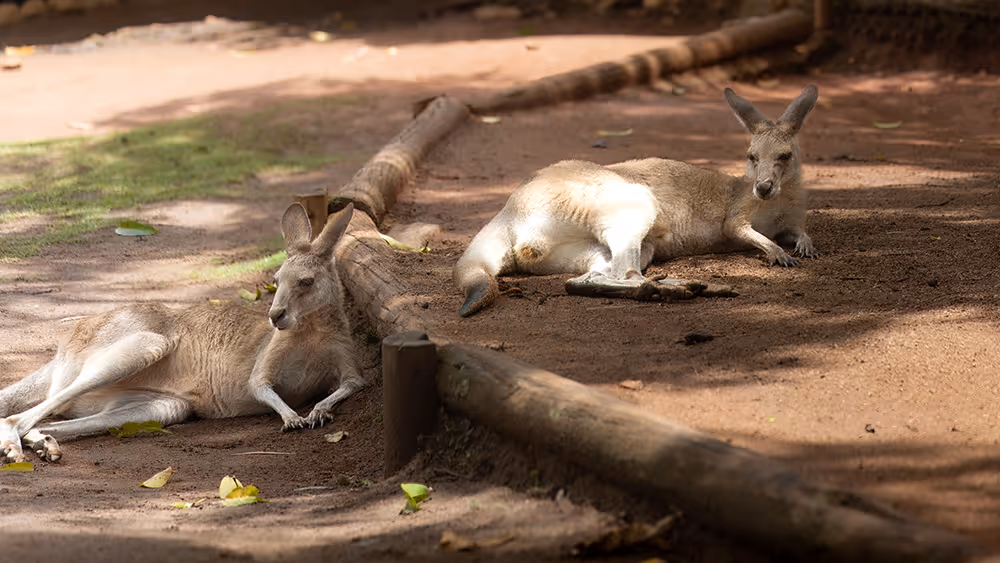 Two kangaroos lying on dirt ground shaded by logs in a natural enclosure.