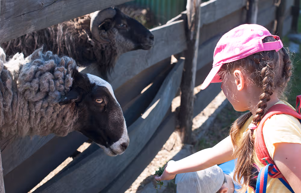 Young girl in pink cap feeding two sheep through a wooden fence outdoors.