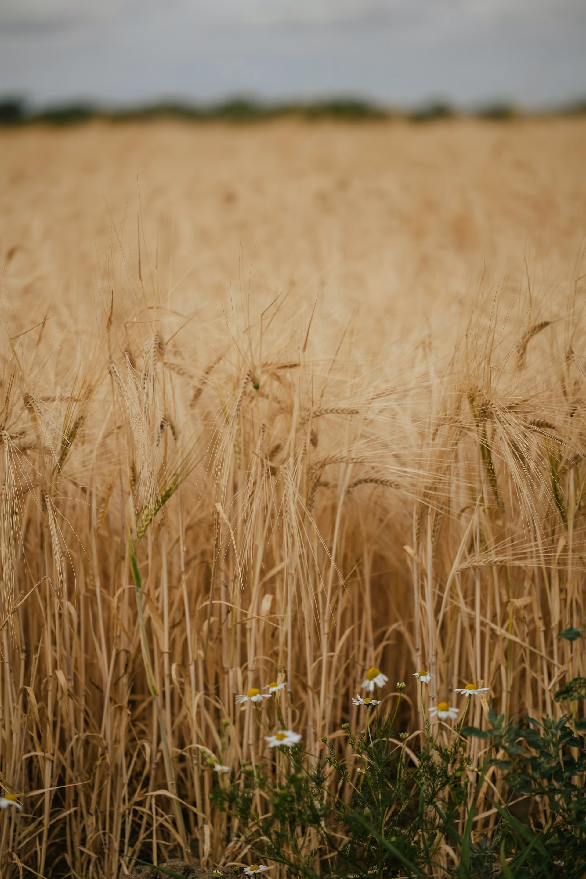 Golden wheat field ready for harvest in regional Australia