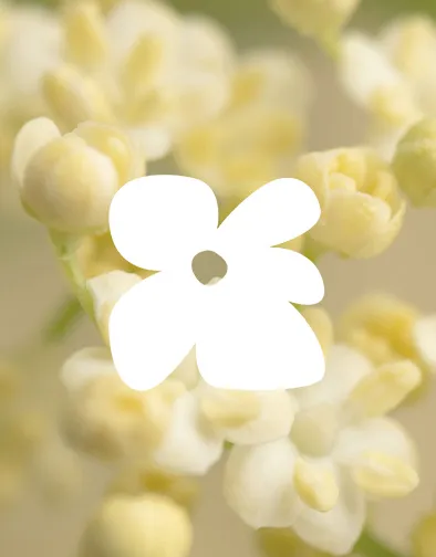 Close-up of soft yellow flower buds with a white flower graphic overlay in the center.