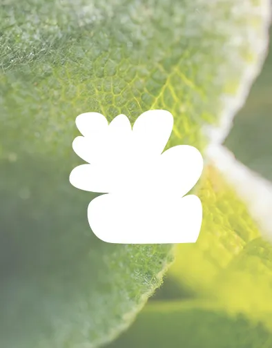 Close-up of a green leaf with visible veins and soft texture under sunlight.