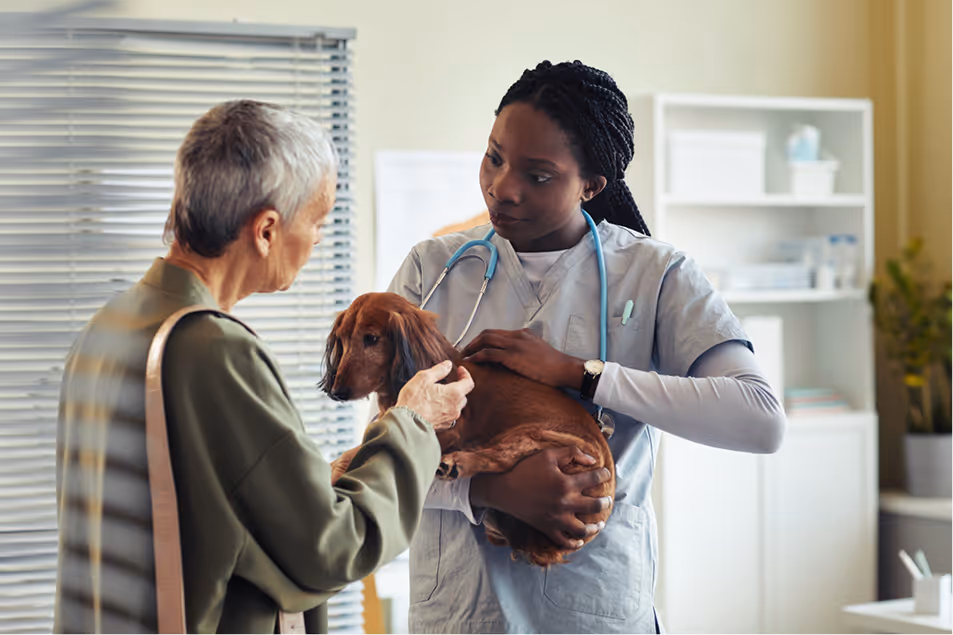 Veterinarian holding a dachshund while an older woman pets the dog in a clinic setting.
