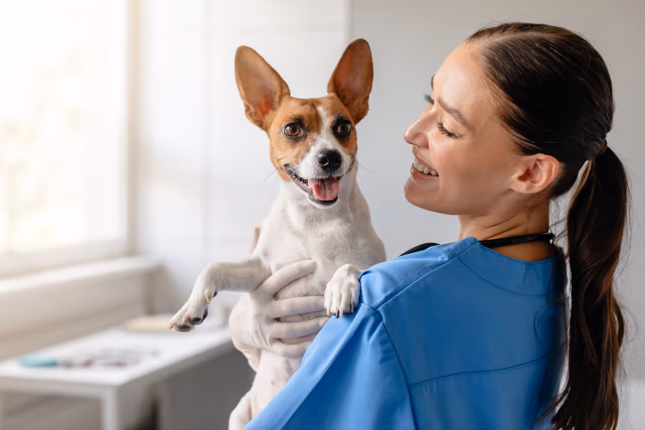 Smiling female veterinarian in blue scrubs holding a happy small brown and white dog indoors.
