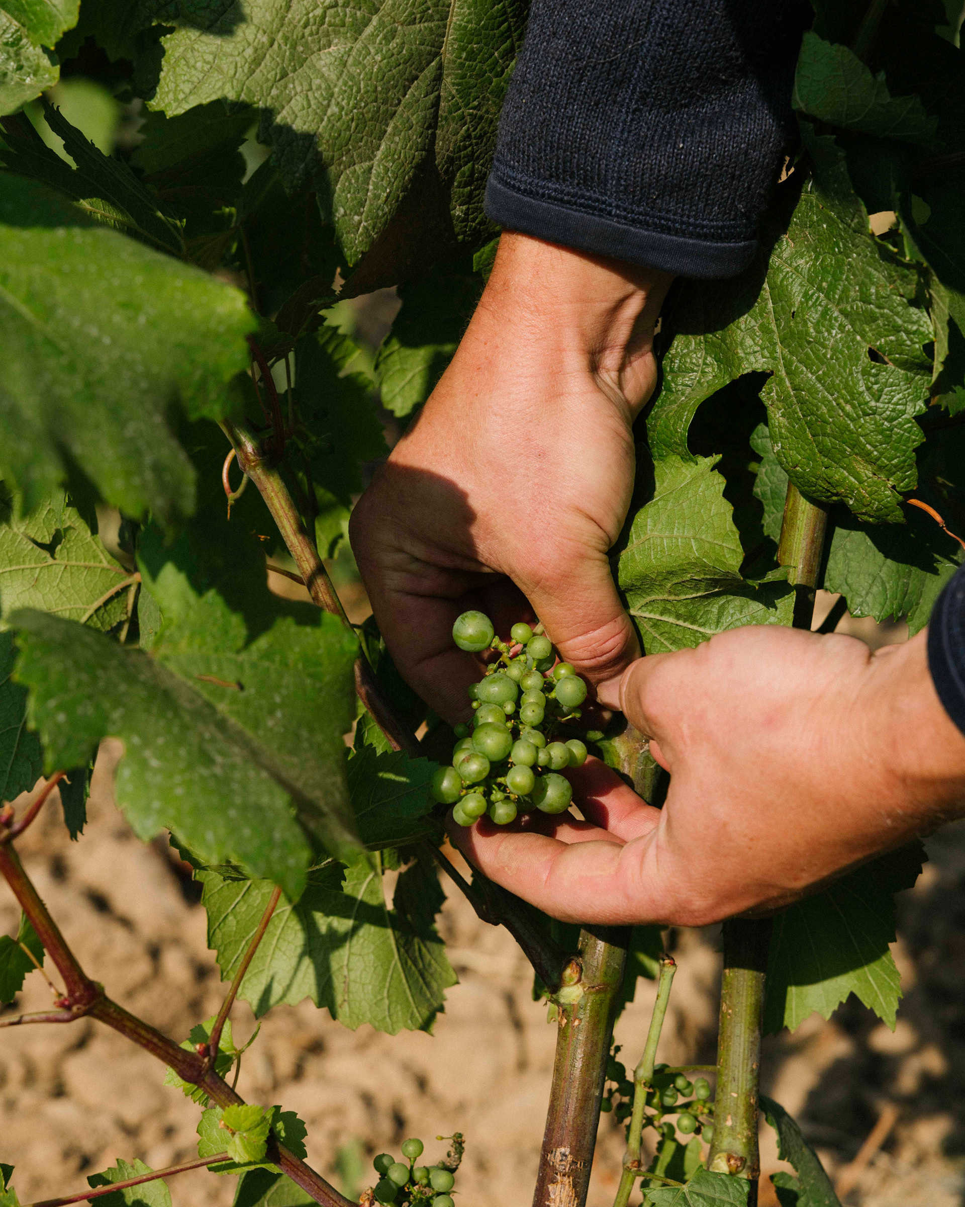 Wine Image