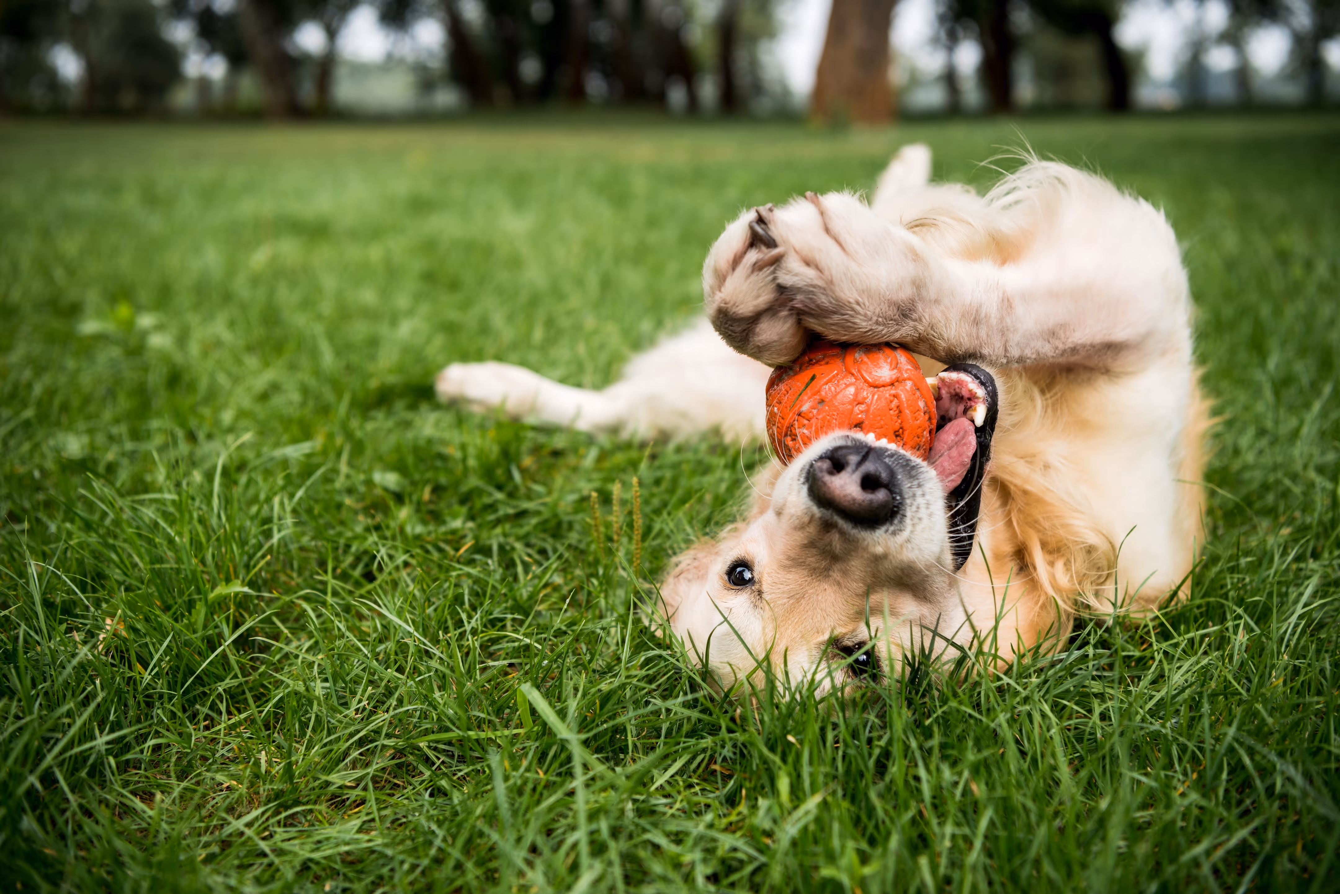 Dog with ball stock image