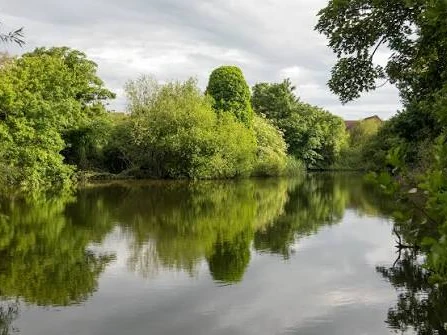 Trees reflected in still water at a lake near Rochford