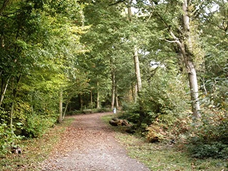 Leaf-covered woodland path through tall trees near Rayleigh