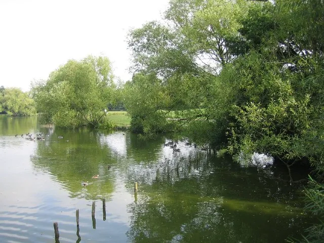Ducks on the lake at Lake Meadows park in Billericay, fringed by willow trees