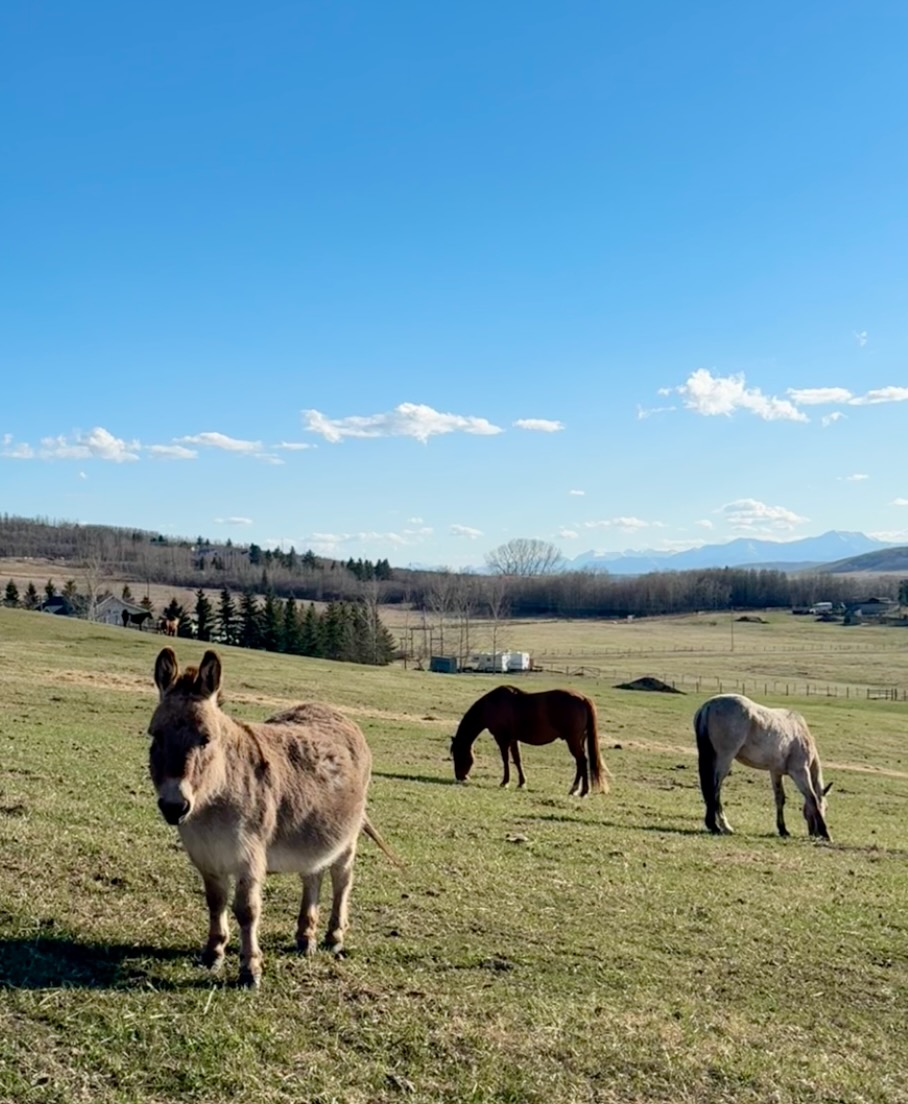 Horses and friends in Diamond Valley