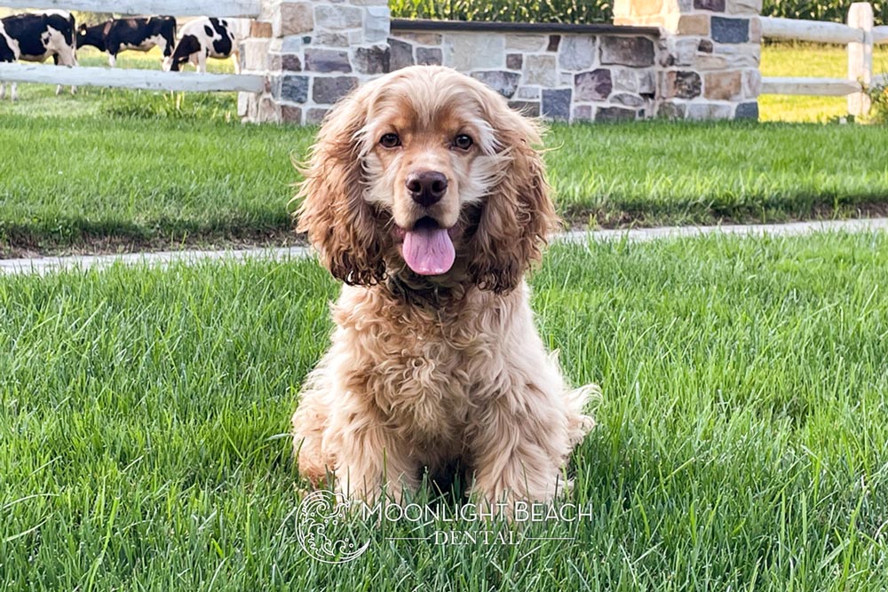 Meet Dakota