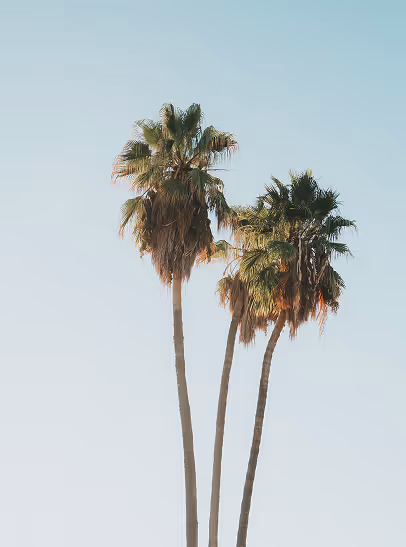 Three tall palm trees with green fronds against a clear blue sky.