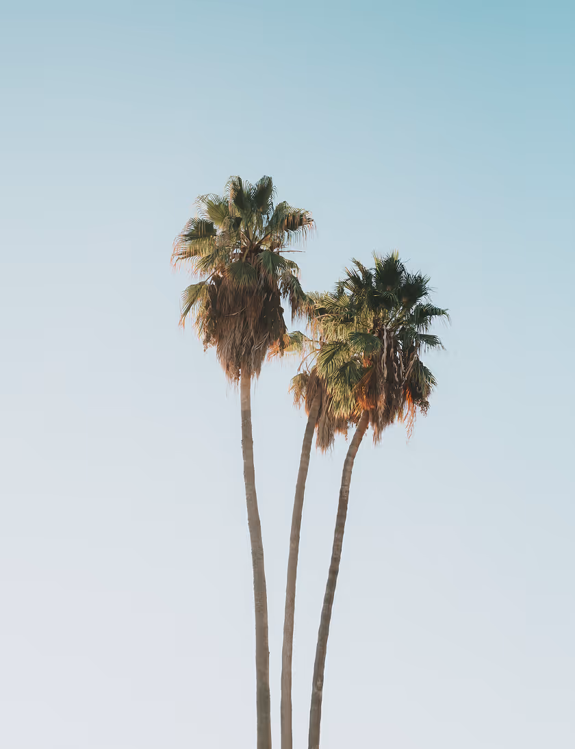 Three tall palm trees with green fronds against a clear blue sky.