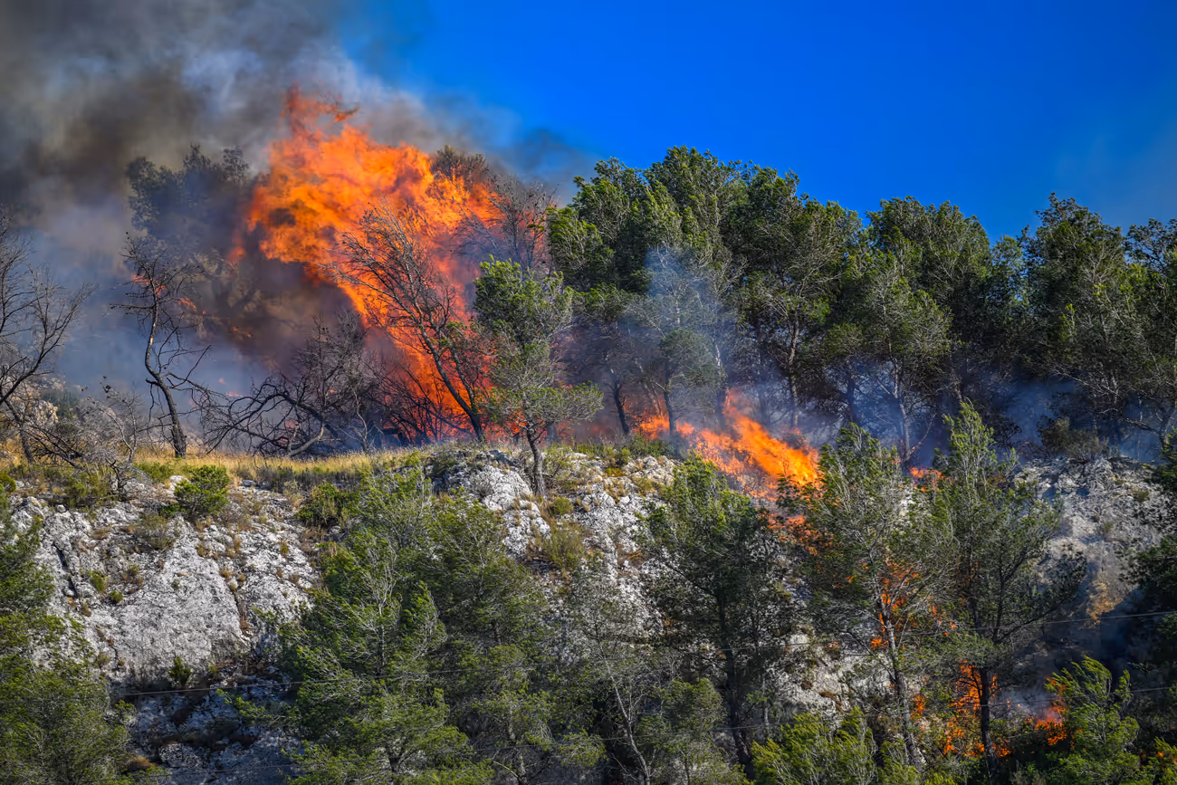 Pins en feu sur une colline lors des incendies à Marseille en 2025