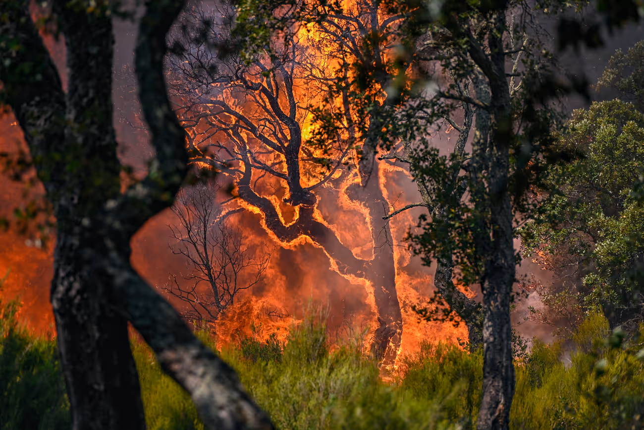 Arbre recouvert de flammes lors d'un incendie