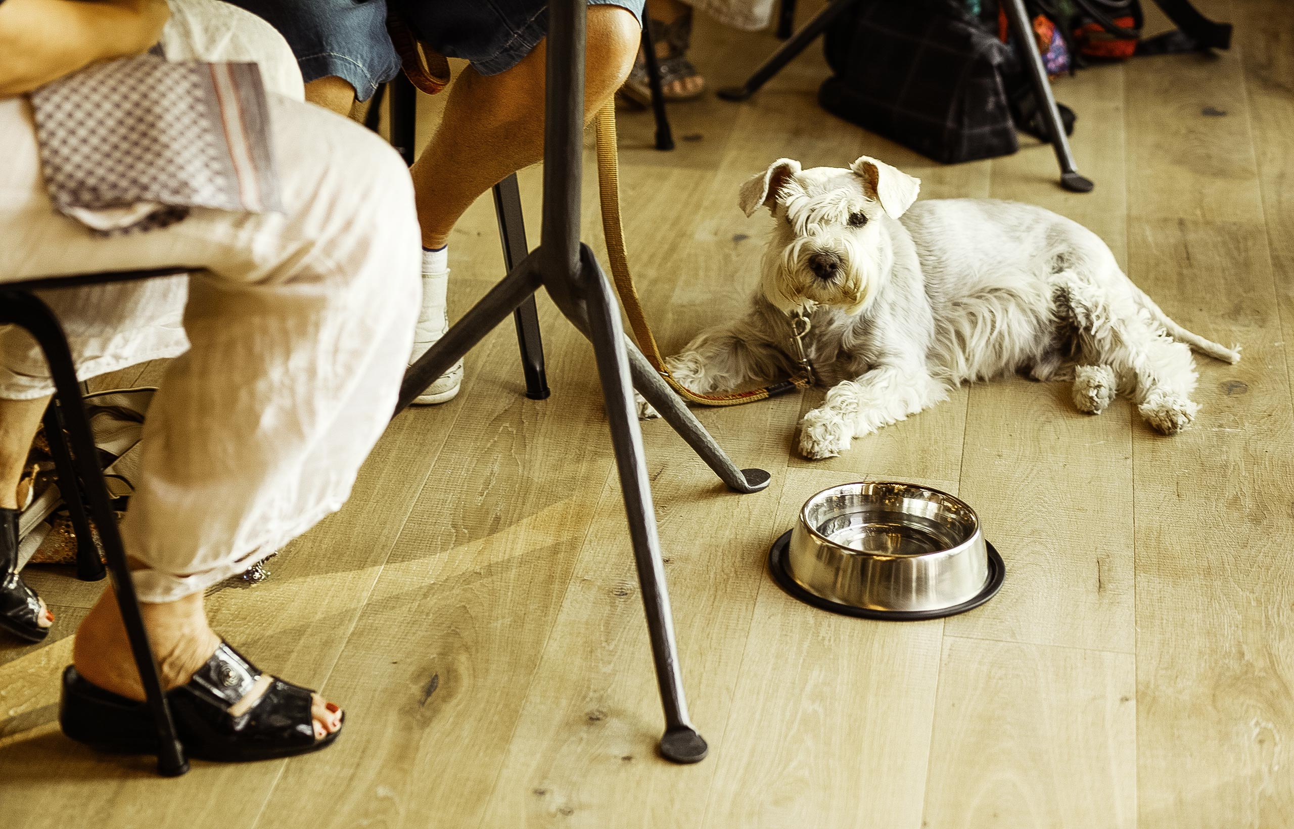 Auch Hunde sind bei uns willkommen