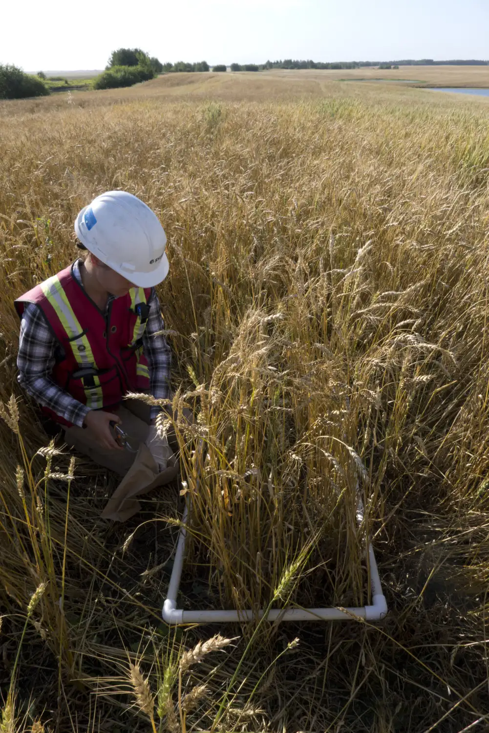 SYLVIS Innovation stage — agronomic planning and beneficial-use pathway design