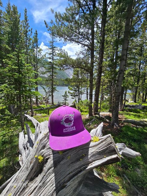 A purple Apogee Gardens hat on a log by a Montana lake.