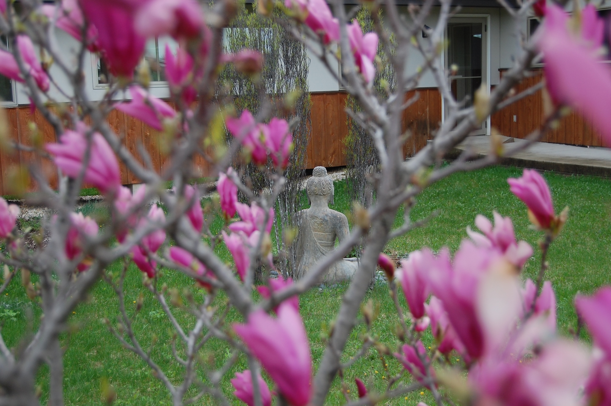 Stone Buddha statue seated in a grassy yard, viewed through pink magnolia blossoms.