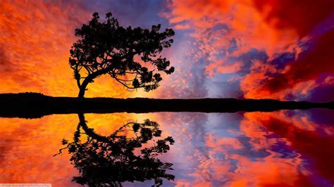 Silhouette of a tree reflected in calm water under a vibrant red and orange sunset sky with scattered clouds.