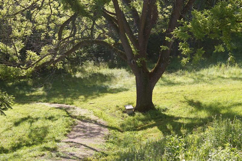 Sunlit grassy area with a large tree casting a shadow and a small wooden bench beside its trunk.
