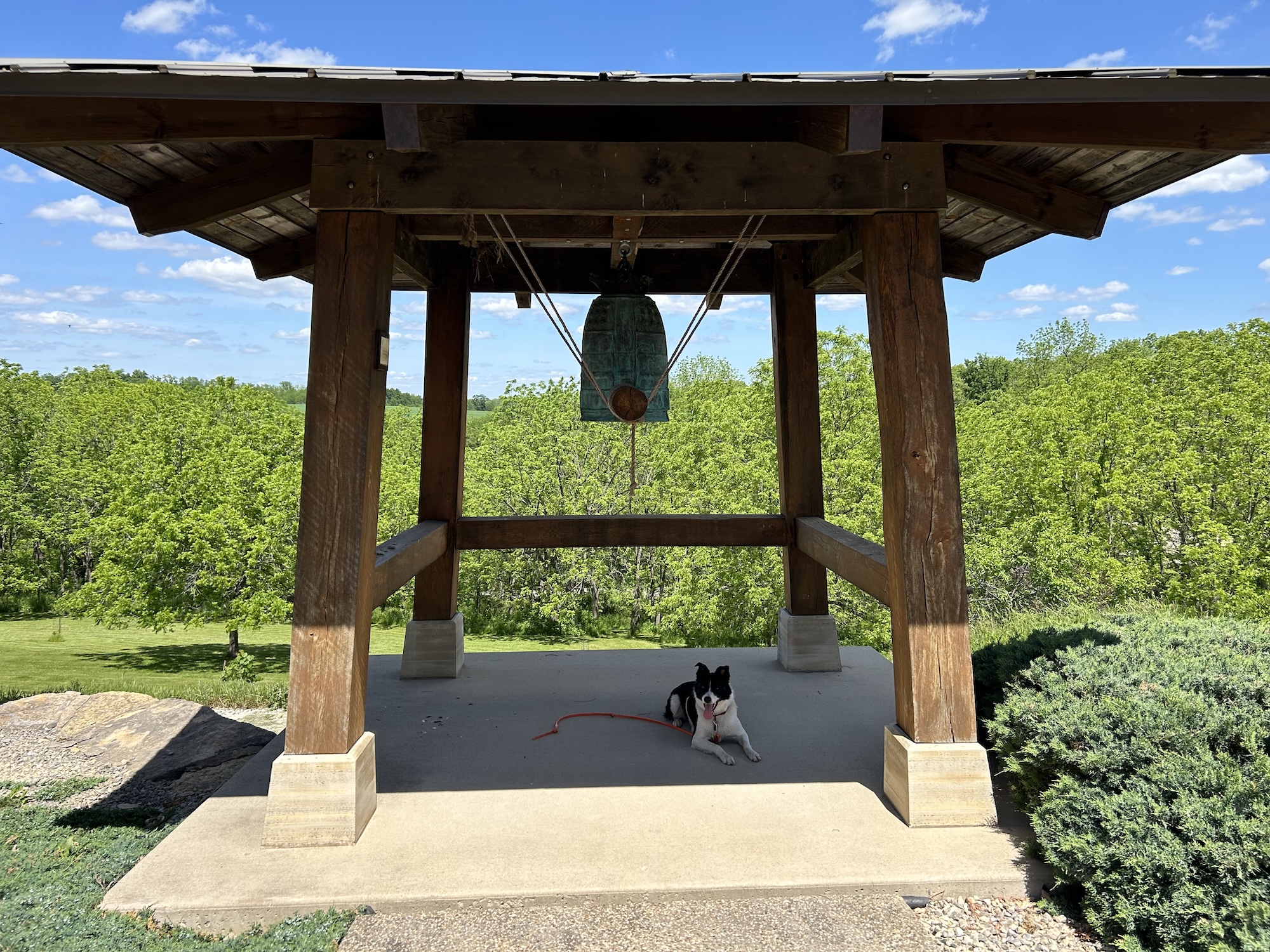 Black and white dog with a red leash lying under a wooden bell structure in a green park on a sunny day.
