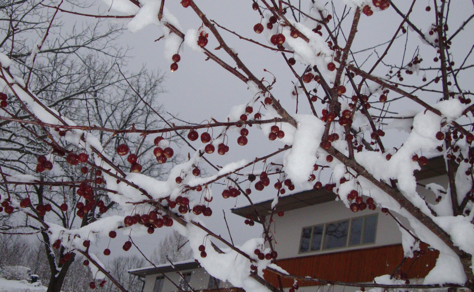 Snow-covered branches with red berries in front of a building with windows.