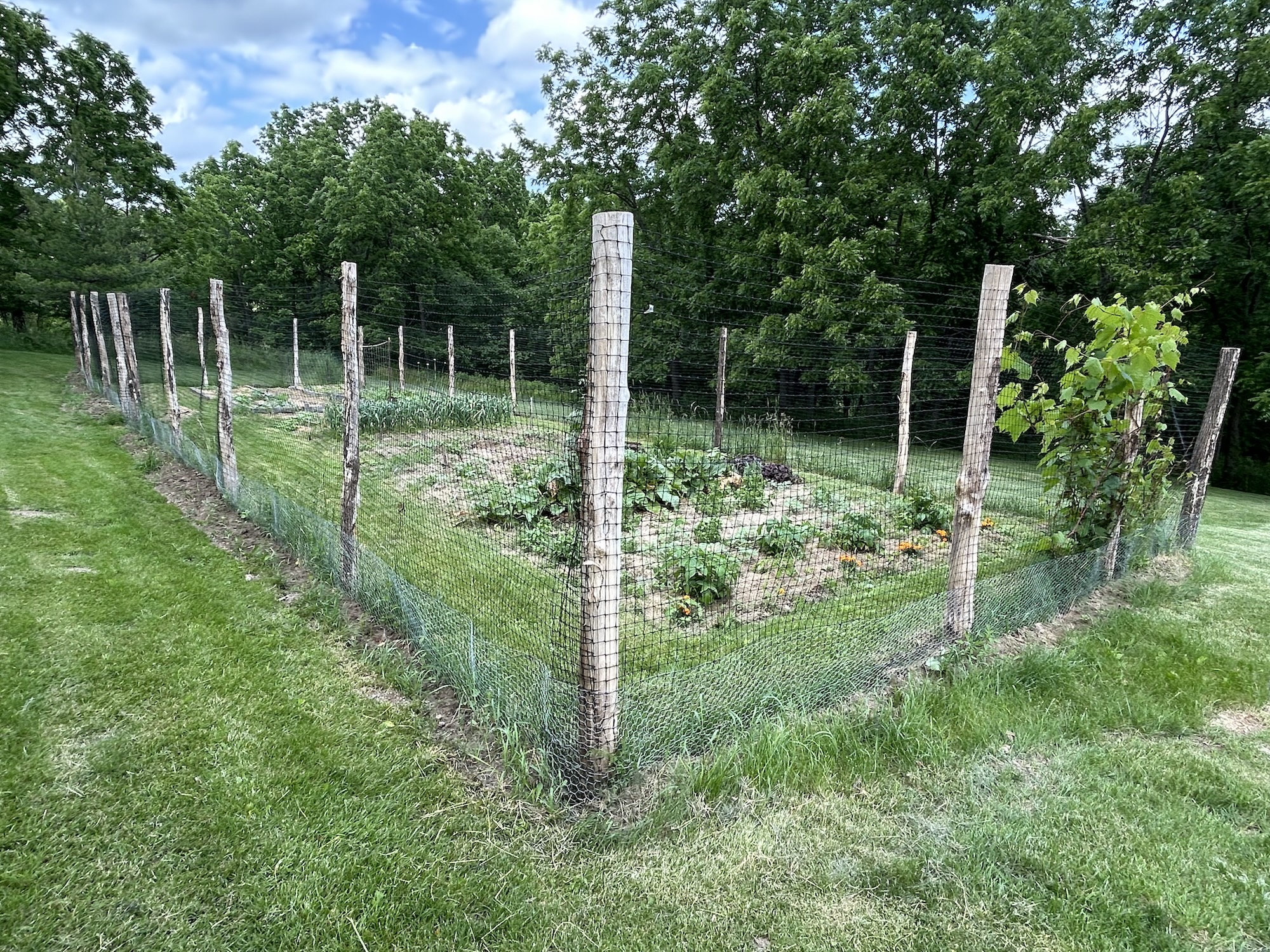Vegetable garden enclosed by wooden post and wire fence with various plants growing inside on a grassy lawn with trees in the background.