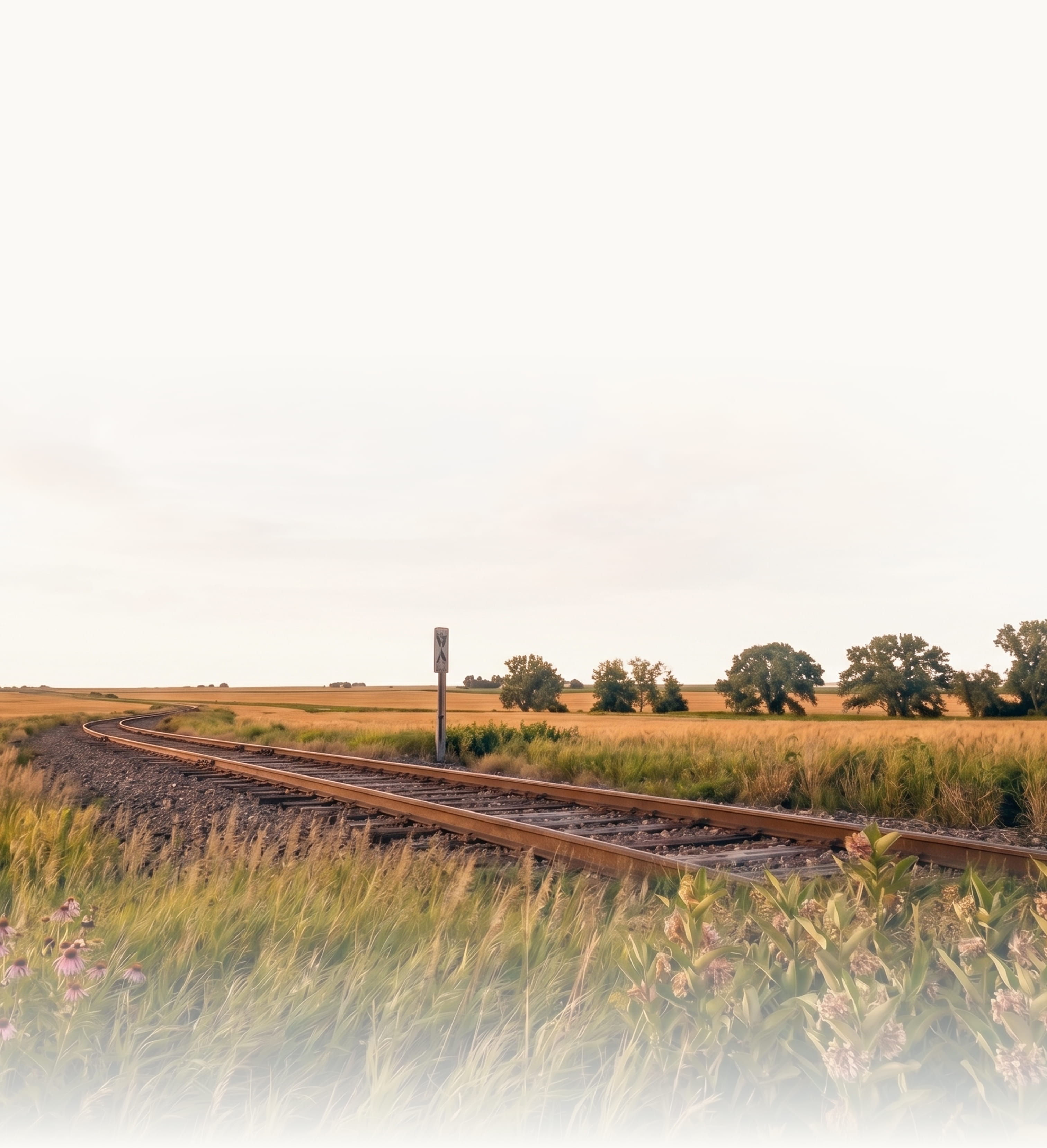 Railroad tracks curving through a golden field with wildflowers and trees in the distance under a pale sky.