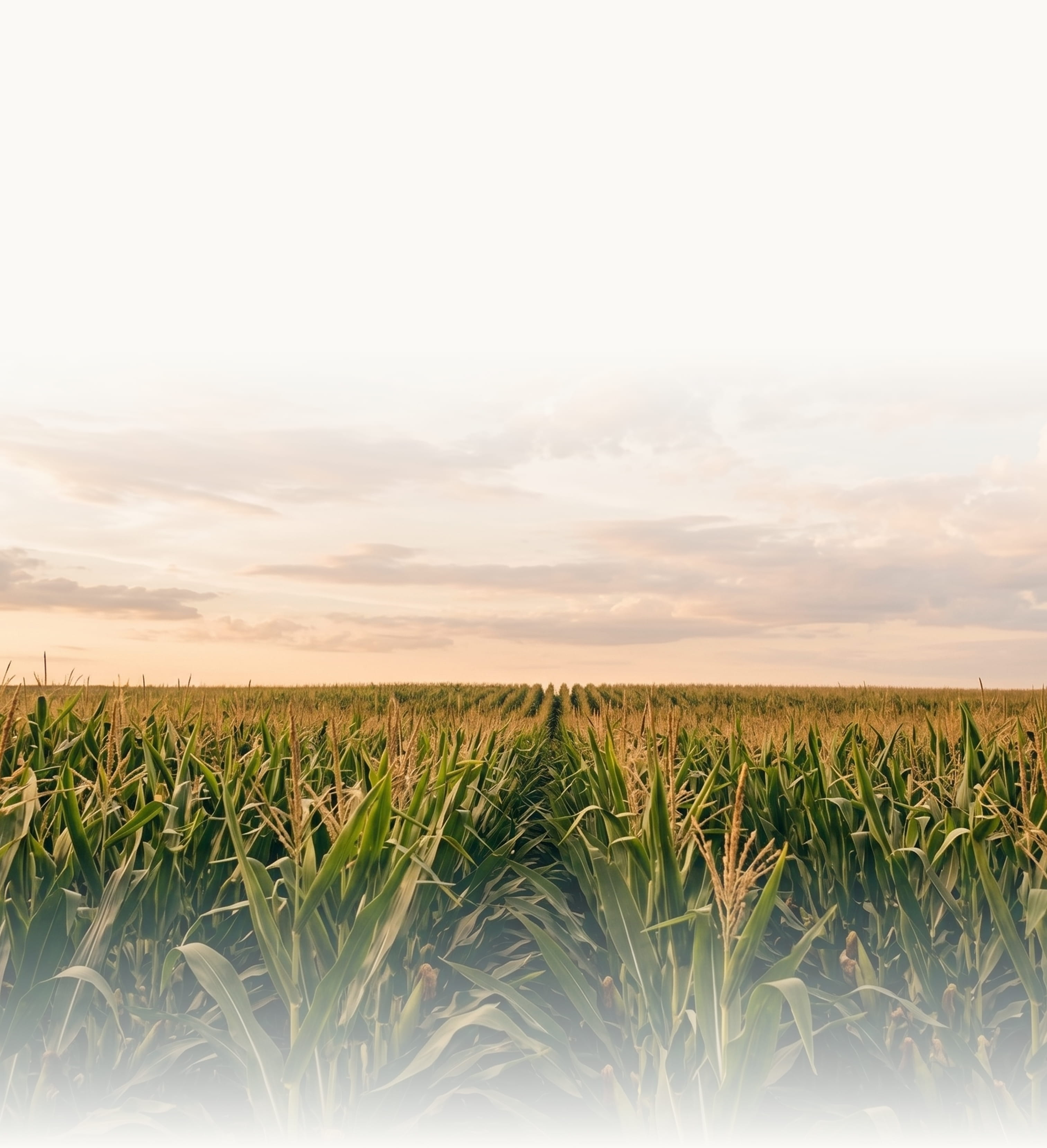 Expansive cornfield under a partly cloudy sky at sunset with rows of green corn plants.